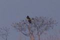 Merlin 2016-02-13_1
